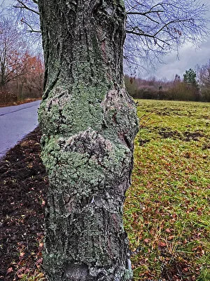 Baum