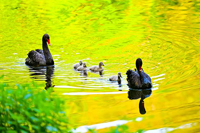 Family outing