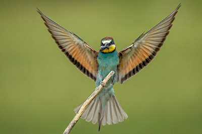 Bienenfresser im Anflug