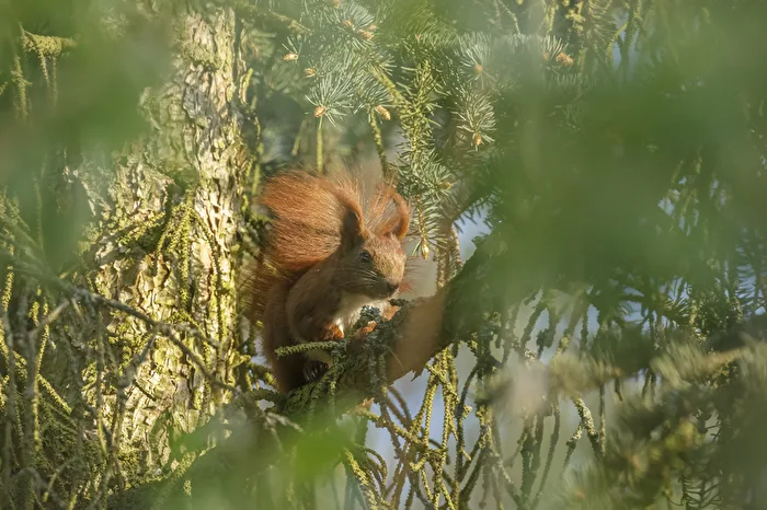 Between the branches