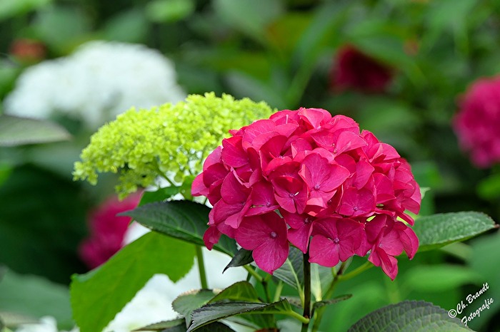 Gartenhortensie!