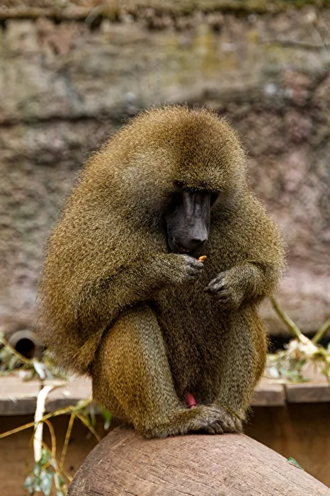 Pavian