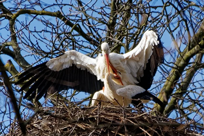 Stork Mating