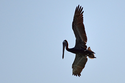 Braunpelikan (frz. Grand Gosier)