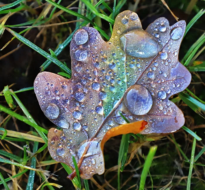 Leaf in the Rain