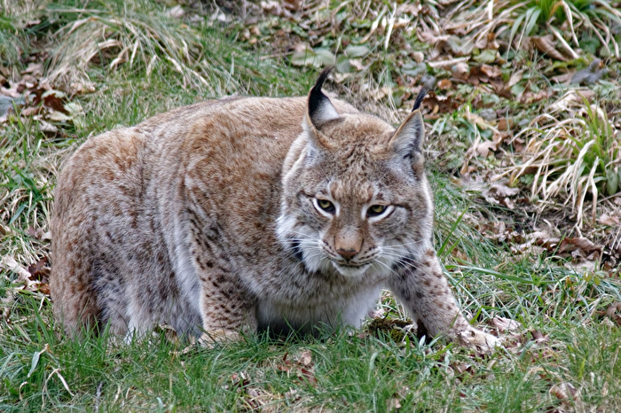 Luchs