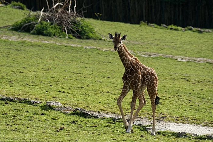 young giraffe