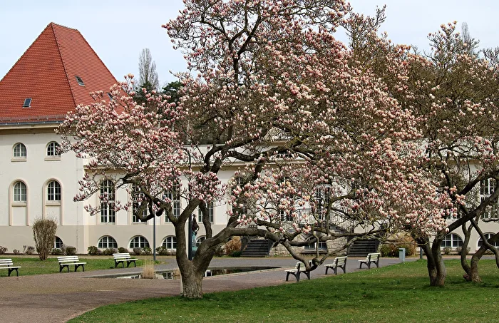 Blühender Baum im Kurpark Bad Kösen