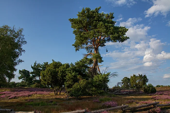 In der Heide