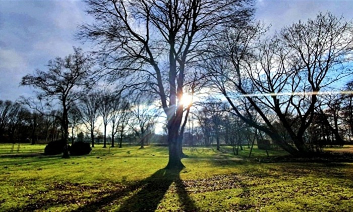Sunbeam hits tree