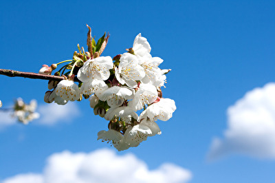 Kirschenblüte