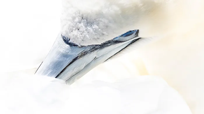 Northern Gannet Portrait