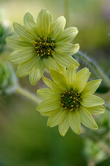 Sonnenblume