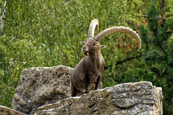 Aipensteinbock