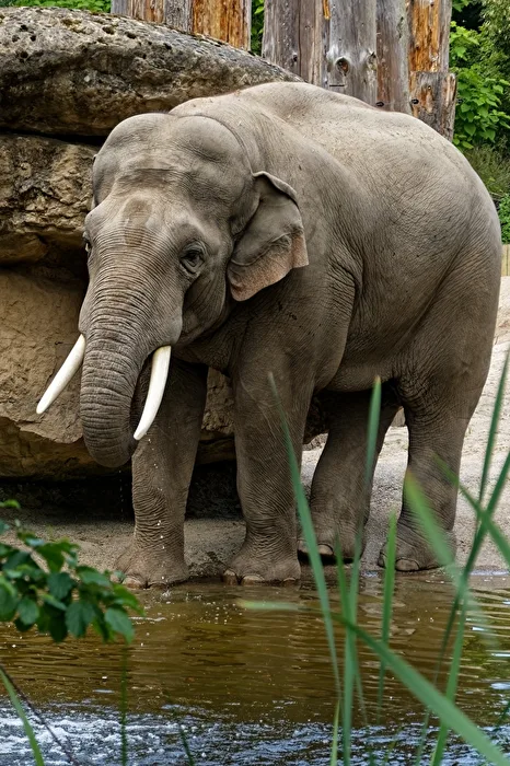 Elefant