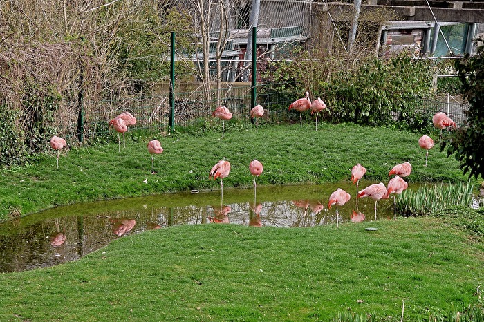 Flamingos