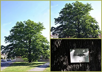 Baum