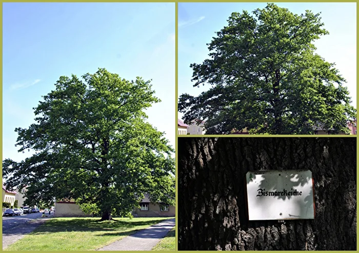 Baum