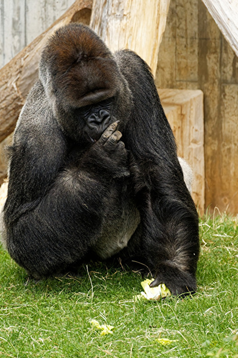 Gorilla