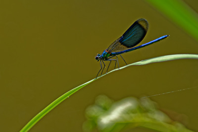 Männliche Gebänderte Prachtlibelle (Calopteryx splendens)