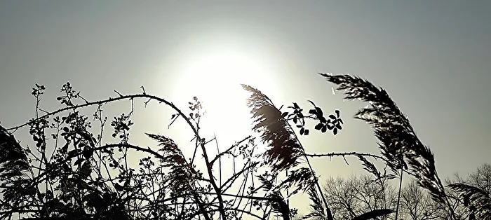 swaying blades of grass