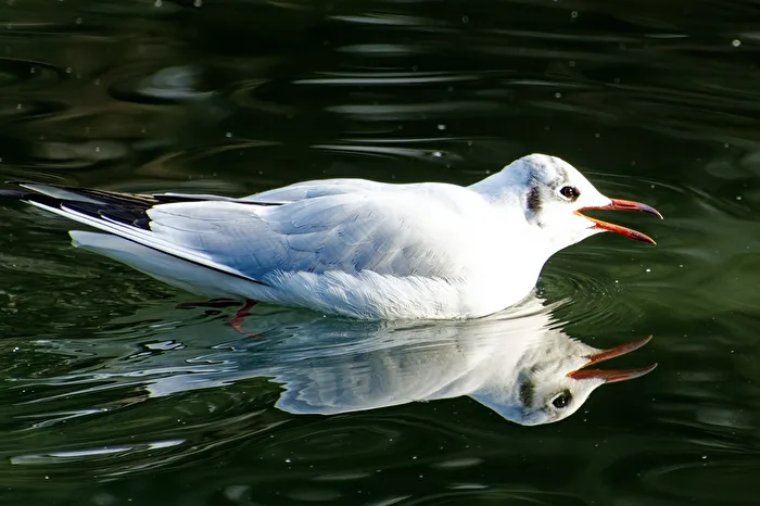 Seagull