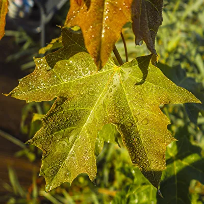Das Blatt