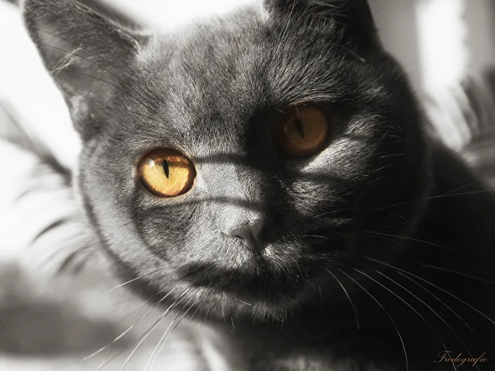 Stubentiger