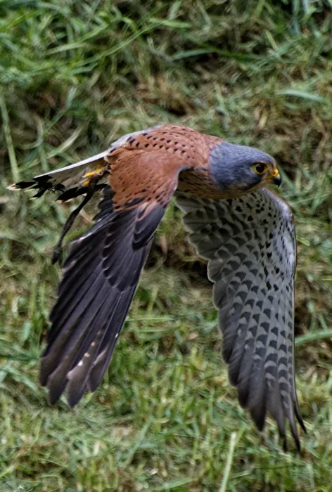Kestrel