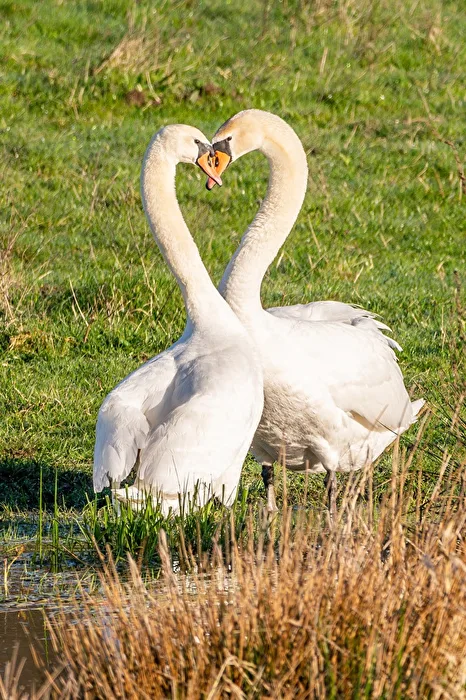 Swan Love