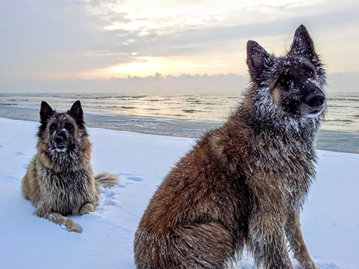 Snow Dogs
