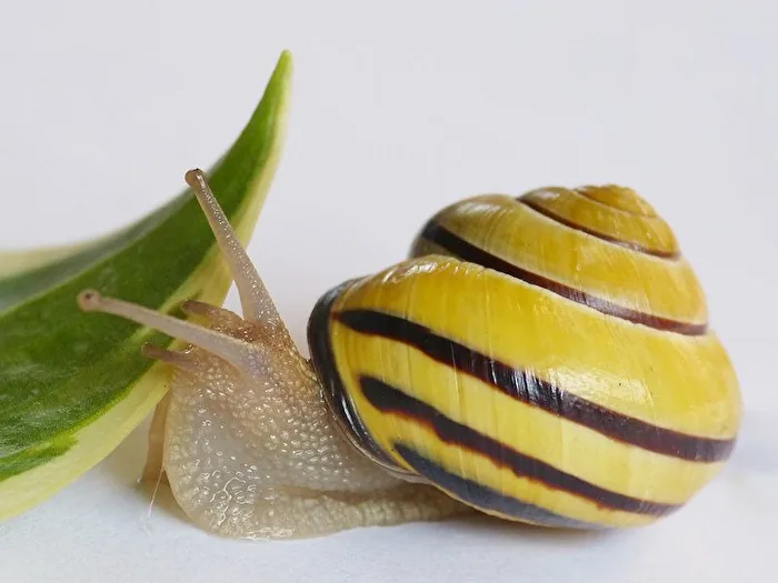 Woodland Ribbon Snail
