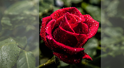 Rose mit Glasscheibe, (auch TV- Effekt )