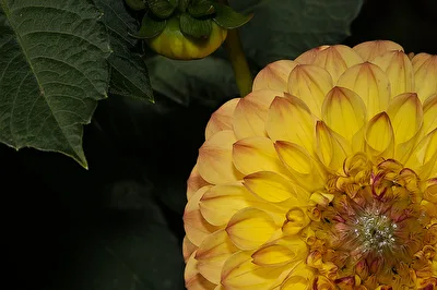 Dahlie