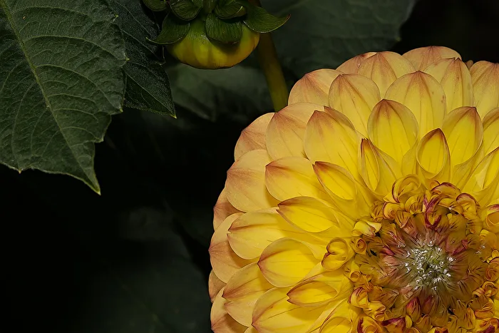 Dahlie