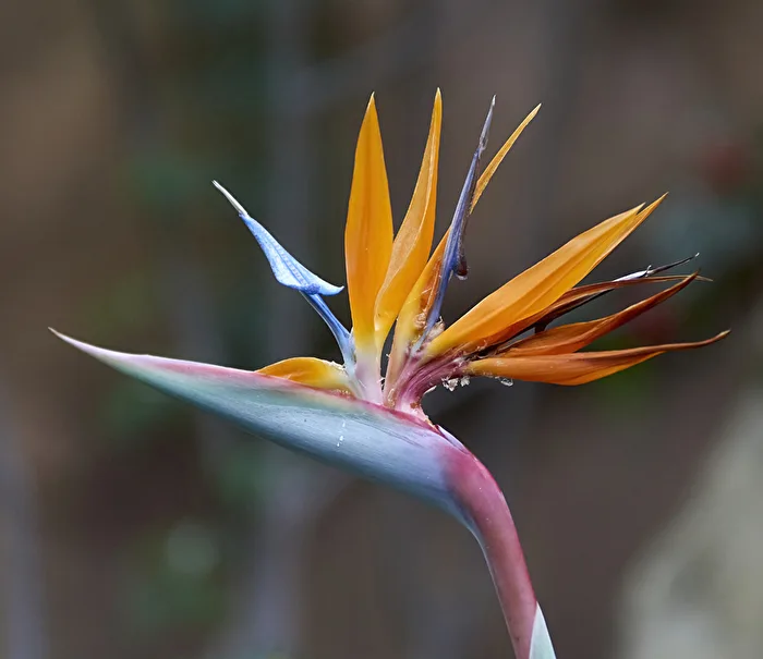 Paradisvogel