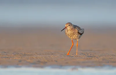 Rotschenkel (Tringa totanus)