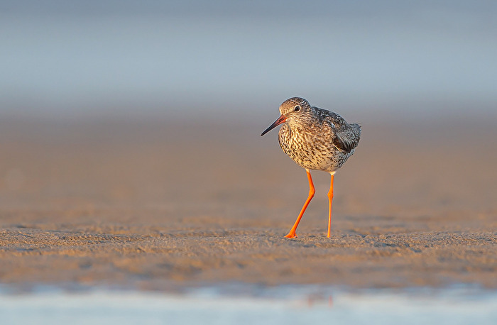 Rotschenkel (Tringa totanus)