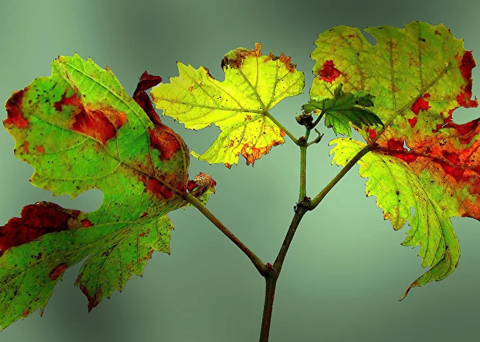 Herbstfarben