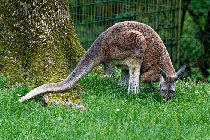Känguru