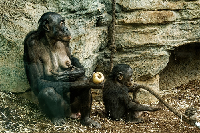 Bonobo