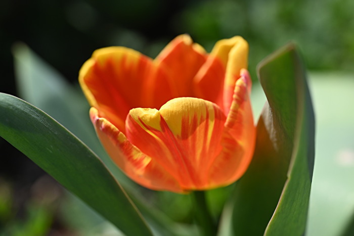 Tulpe orange-gelb