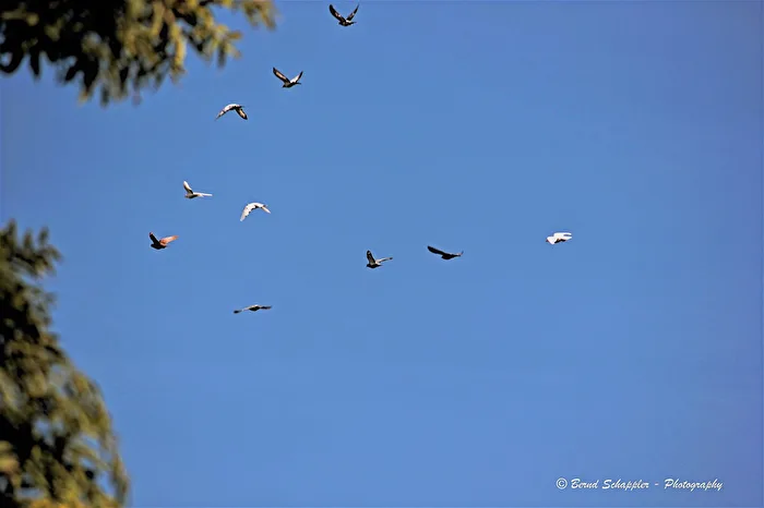 Zugvögel