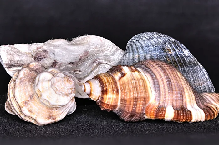 Stillleben mit Muscheln