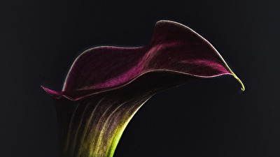 Calla 7
