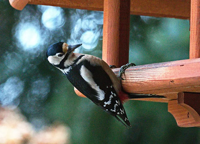 Great Spotted Woodpecker