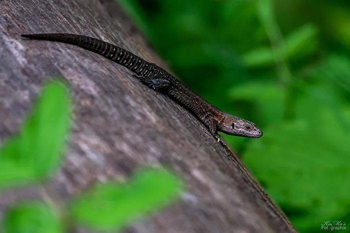Little Dragon