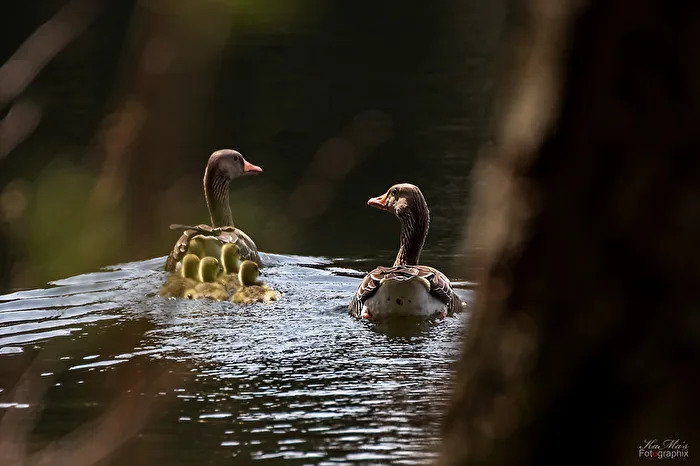 Goose Family