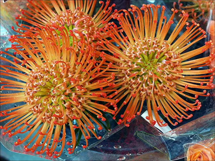 exotic blossoms
