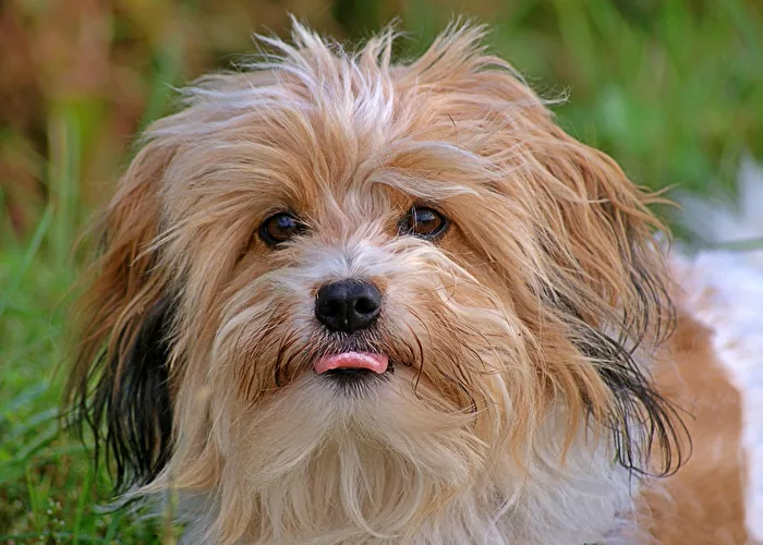 Hunde